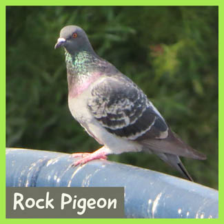 Rock Pigeon